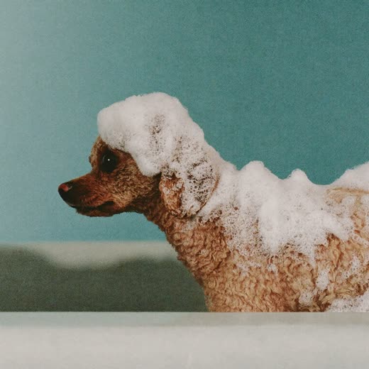A small curly dog in a grooming tub covered in shampoo foam